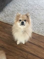 Mother of the Pomeranian puppies born on 08/28/2018