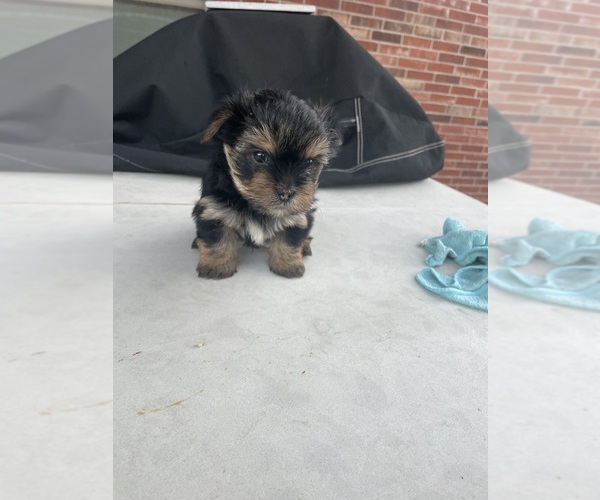 Medium Photo #14 Yorkshire Terrier Puppy For Sale in RICHMOND, TX, USA