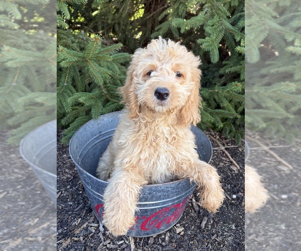 Medium Photo #3 Goldendoodle mix (+ Poodle Miniature) Puppy For Sale in MIDDLEBURY, IN, USA