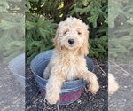 Small #2 Goldendoodle mix (+ Poodle Miniature)