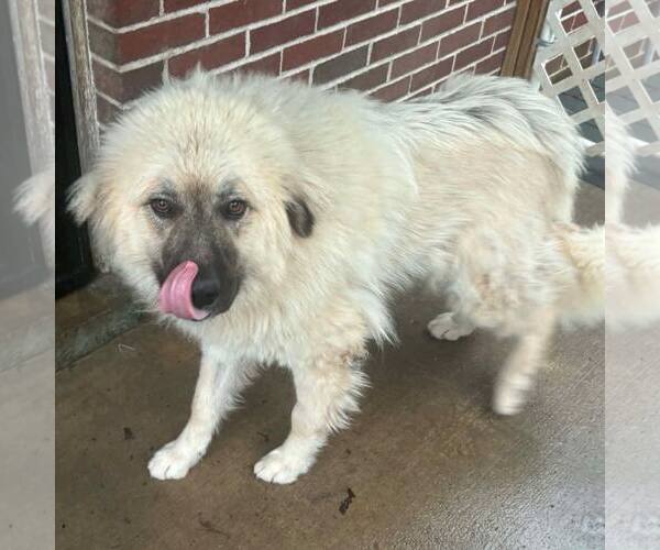 Medium Photo #1 Great Pyrenees-Unknown Mix Puppy For Sale in New Oxford , PA, USA