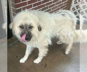 Great Pyrenees-Unknown Mix Dogs for adoption in New Oxford , PA, USA