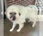 Small Great Pyrenees Mix