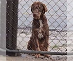 Small German Shepherd Dog-Pointer Mix