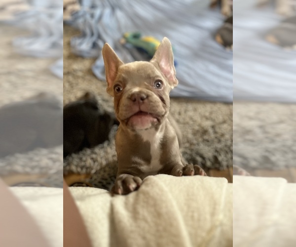 Medium Photo #5 French Bulldog Puppy For Sale in COLORADO SPRINGS, CO, USA