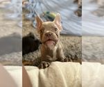 Puppy 4 French Bulldog