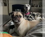 Small #1 Dalmatian