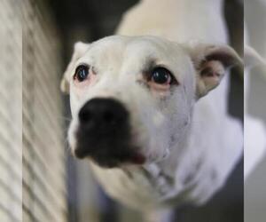 American Staffordshire Terrier-Unknown Mix Dogs for adoption in San Antonio, TX, USA