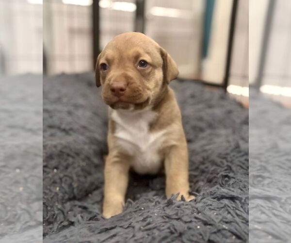 Medium Photo #3 Mutt Puppy For Sale in Canton, CT, USA