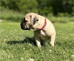 Small Photo #22 American Bully Puppy For Sale in PLAINFIELD, CT, USA