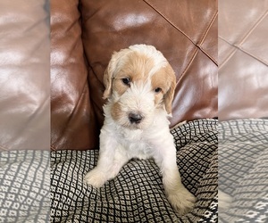 Medium Labradoodle