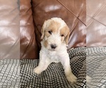 Puppy Flower Labradoodle