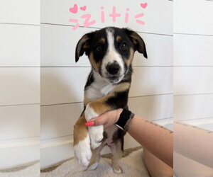 Border Collie-Unknown Mix Dogs for adoption in Sandy, UT, USA