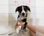 Small Border Collie Mix