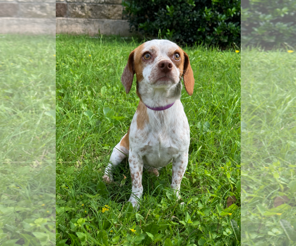 Medium Photo #1 Jack-A-Bee Puppy For Sale in PIPE CREEK, TX, USA