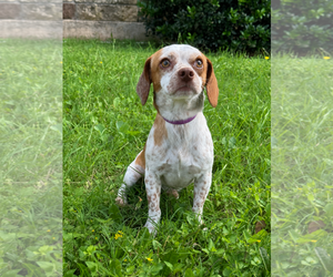 Jack-A-Bee Dogs for adoption in PIPE CREEK, TX, USA