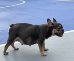 Small Photo #9 French Bulldog Puppy For Sale in BROOKSVILLE, FL, USA