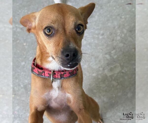 Medium Photo #4 Chihuahua-Unknown Mix Puppy For Sale in Washington, DC, USA