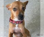 Small #3 Chihuahua Mix