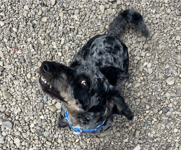 Medium Photo #3 Australian Shepherd-Unknown Mix Puppy For Sale in Woodsfield, OH, USA
