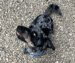 Small #2 Australian Shepherd Mix