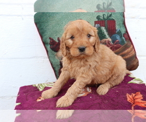 Cavalier King Charles Spaniel-Goldendoodle Mix Puppy for sale in SHILOH, OH, USA