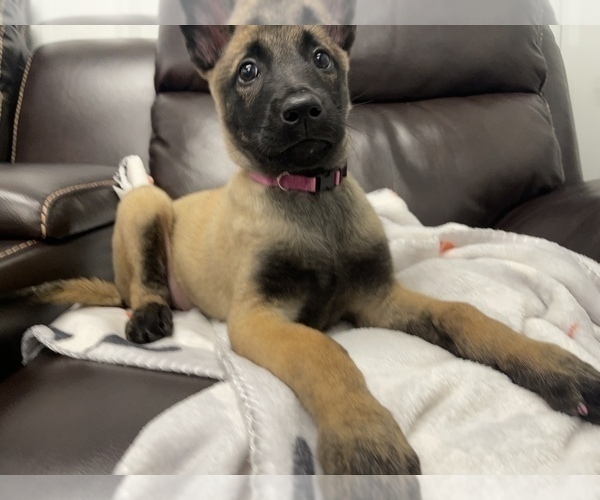 Medium Photo #8 Belgian Malinois Puppy For Sale in REESEVILLE, WI, USA