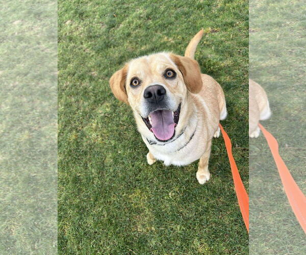 Medium Photo #13 Labrador Retriever-Unknown Mix Puppy For Sale in San Diego, CA, USA