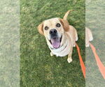 Small #12 Labrador Retriever Mix