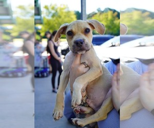 Scout - Male American Staffordshire Terrier-Black Mouth Cur Mix Dog for Adoption - Photo #4