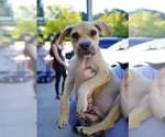 Small Photo #4 American Staffordshire Terrier-Black Mouth Cur Mix Puppy For Sale in Holly Springs, NC, USA