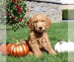 Small Photo #1 Goldendoodle Puppy For Sale in EPHRATA, PA, USA