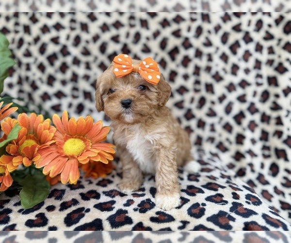 Medium Photo #3 Cavapoo (Miniature) Puppy For Sale in LAKELAND, FL, USA
