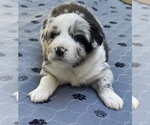 Small #5 Australian Shepherd