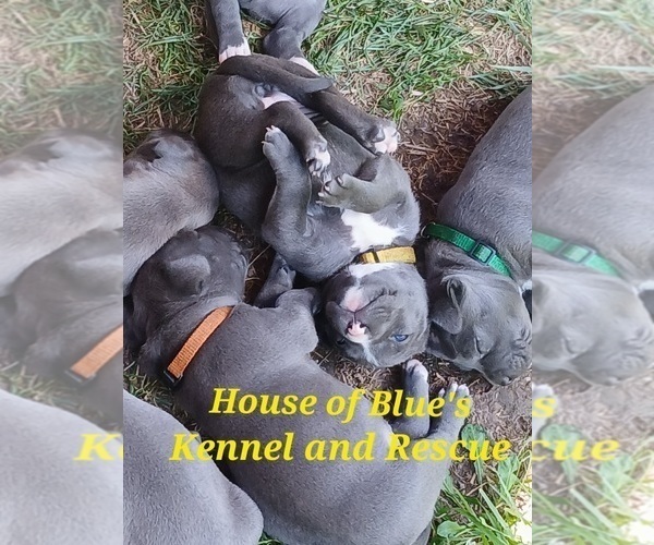 Medium Photo #2 American Pit Bull Terrier Puppy For Sale in DELAWARE, OH, USA
