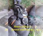 Small Photo #2 American Pit Bull Terrier Puppy For Sale in DELAWARE, OH, USA