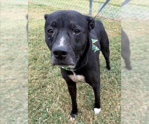 Mutt Dogs for adoption in Tulsa, OK, USA