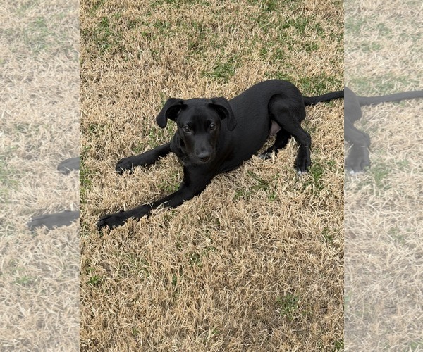 Medium Photo #3 Mutt Puppy For Sale in Mount Pleasant, SC, USA