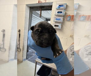 German Shepherd Dog Dogs for adoption in San Bernardino, CA, USA