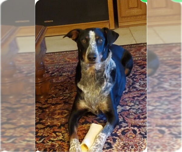 Medium Photo #3 Doberman Pinscher-Unknown Mix Puppy For Sale in Golden Valley, AZ, USA