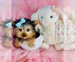 Small #13 Yorkshire Terrier