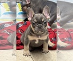 Puppy Cali French Bulldog
