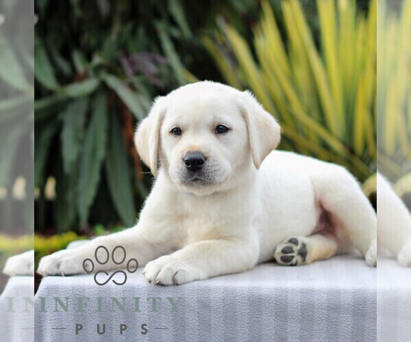 Medium Photo #5 Labrador Retriever Puppy For Sale in GORDONVILLE, PA, USA