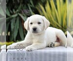 Small #4 Labrador Retriever