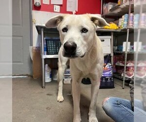 Labrador Retriever-Unknown Mix Dogs for adoption in Las Vegas, NM, USA