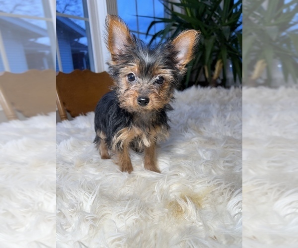 Medium Photo #3 Yorkshire Terrier Puppy For Sale in ELKTON, KY, USA