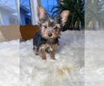 Small Photo #3 Yorkshire Terrier Puppy For Sale in ELKTON, KY, USA
