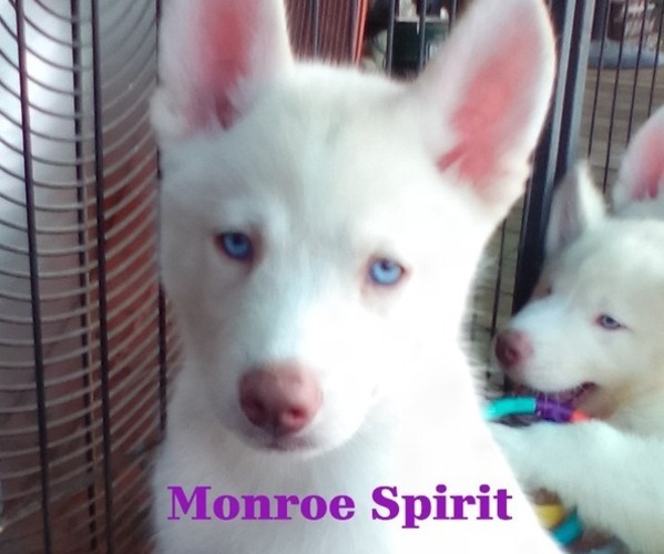 Medium Photo #3 Siberian Husky Puppy For Sale in GONZALES, LA, USA