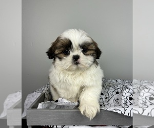 Shih Tzu Puppy for sale in INDIANAPOLIS, IN, USA