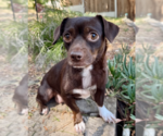Small #2 Chiweenie